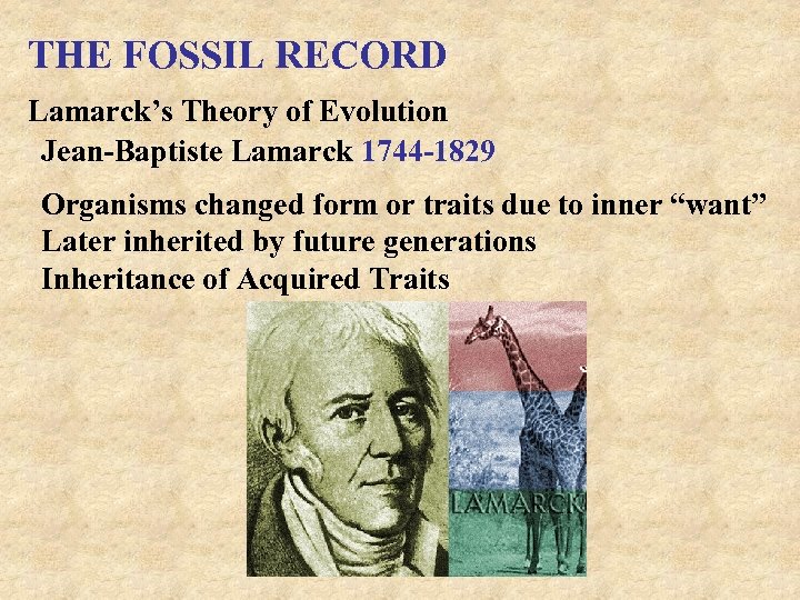 THE FOSSIL RECORD Lamarck’s Theory of Evolution Jean-Baptiste Lamarck 1744 -1829 Organisms changed form