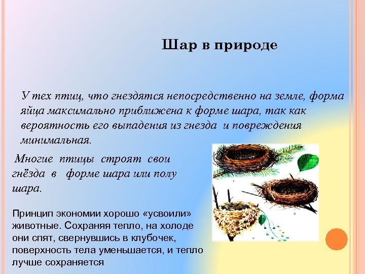 Шар в природе У тех птиц, что гнездятся непосредственно на земле, форма яйца максимально