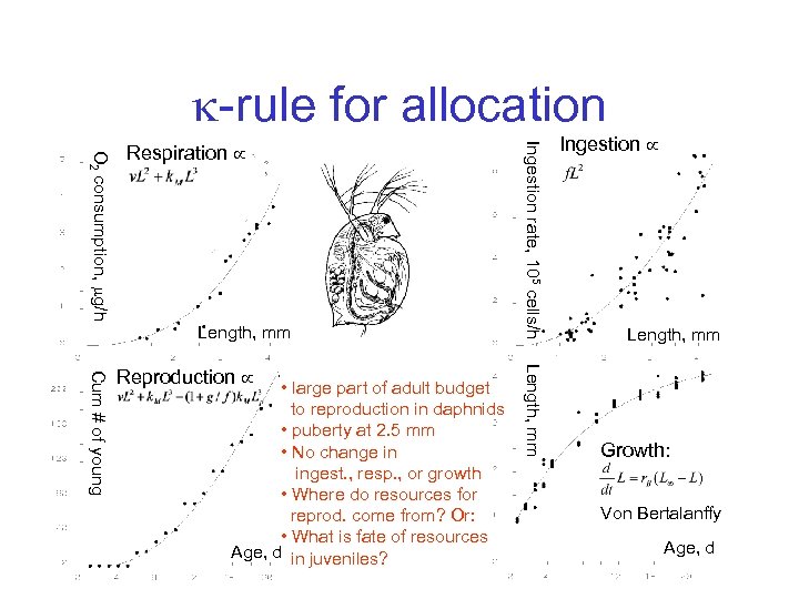  -rule for allocation Length, mm • large part of adult budget to reproduction