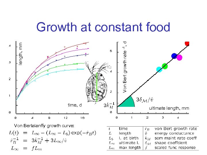 length, mm Von Bert growth rate -1, d Growth at constant food time, d