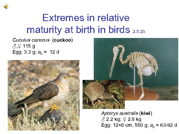 Extremes in relative maturity at birth in birds 2. 5. 2 b Cuculus canorus
