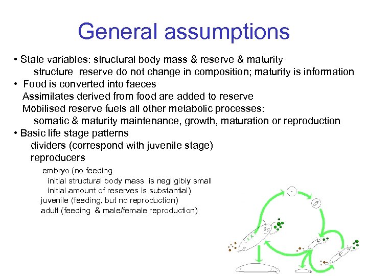 General assumptions • State variables: structural body mass & reserve & maturity structure reserve