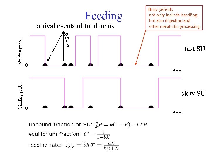 Feeding binding prob. arrival events of food items Busy periods not only include handling