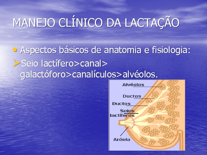 MANEJO CLÍNICO DA LACTAÇÃO • Aspectos básicos de anatomia e fisiologia: ØSeio lactífero>canal> galactóforo>canalículos>alvéolos.