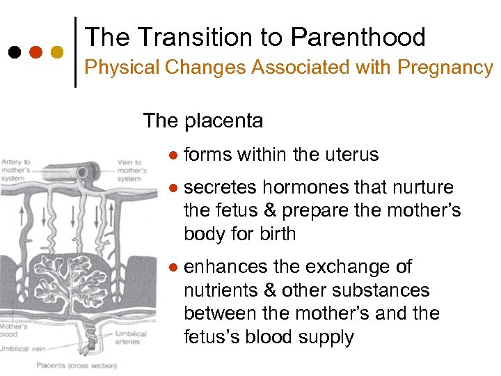The Transition to Parenthood Physical Changes Associated with Pregnancy The placenta l forms within