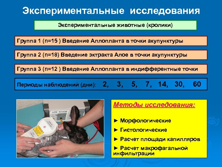 Экспериментальные исследования Экспериментальные животные (кролики) Группа 1 (n=15 ) Введение Аллопланта в точки акупунктуры