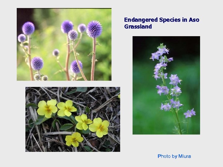 Endangered Species in Aso Grassland Photo by Miura 