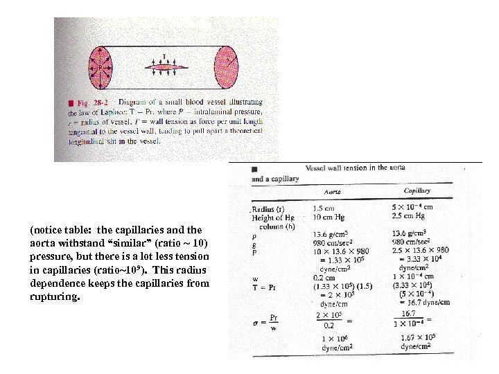 (notice table: the capillaries and the aorta withstand “similar” (ratio ~ 10) pressure, but