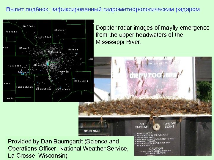 Вылет подёнок, зафиксированный гидрометеорологическим радаром Doppler radar images of mayfly emergence from the upper