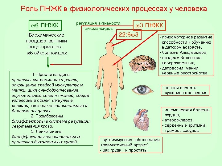 Роль ПНЖК в физиологических процессах у человека 6 ПНЖК регуляция активности эйкозаноидов Биохимические предшественники