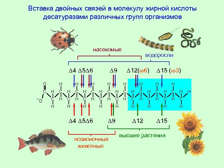 Вставка двойных связей в молекулу жирной кислоты десатуразами различных групп организмов насекомые 4 5
