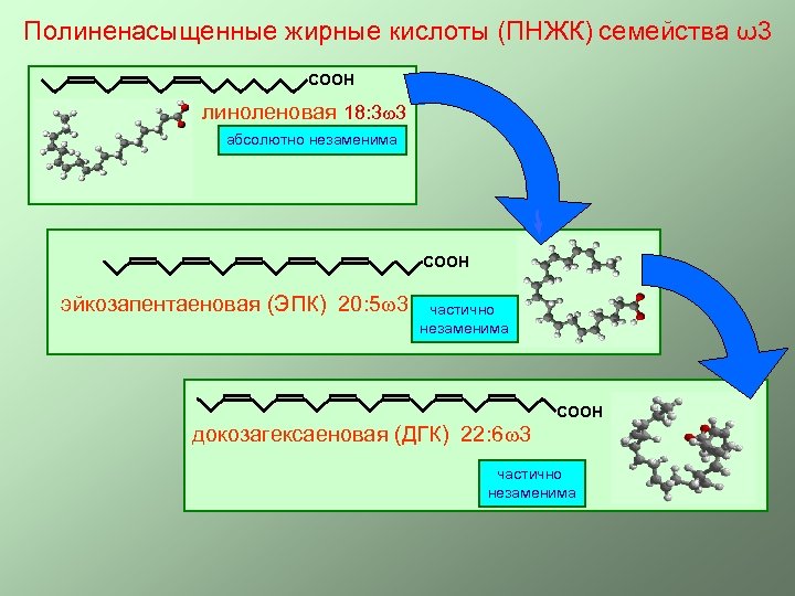 Полиненасыщенные жирные кислоты (ПНЖК) семейства ω3 СООН линоленовая 18: 3 3 абсолютно незаменима СООН