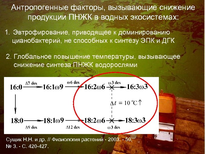 Антропогенные факторы, вызывающие снижение продукции ПНЖК в водных экосистемах: 1. Эвтрофирование, приводящее к доминированию