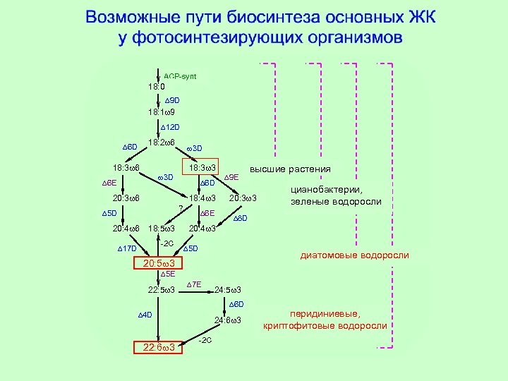 ACP-synt 18: 0 9 D 18: 1 9 12 D 18: 2 6 6