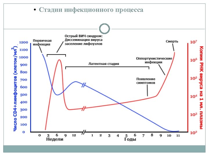  • Стадии инфекционного процесса 