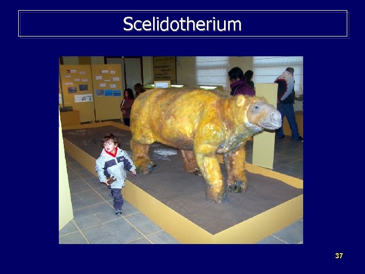 Scelidotherium 37 
