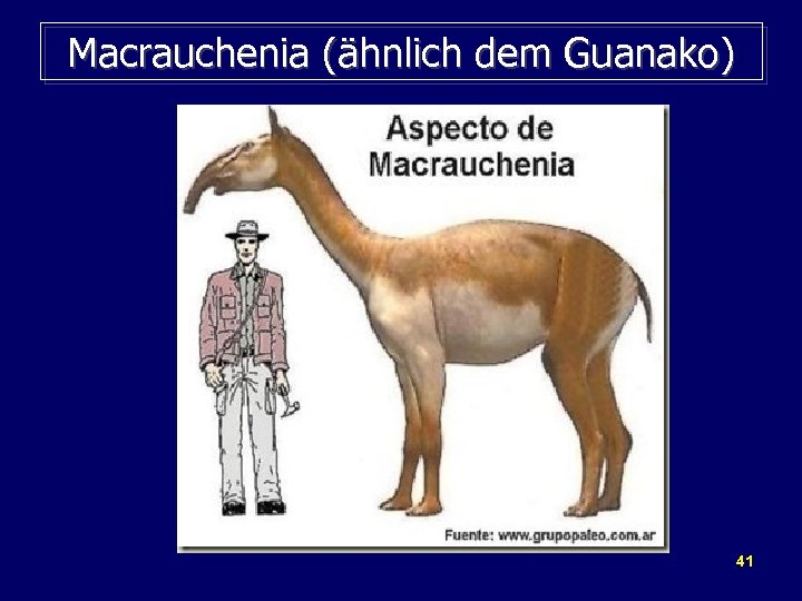 Macrauchenia (ähnlich dem Guanako) 41 