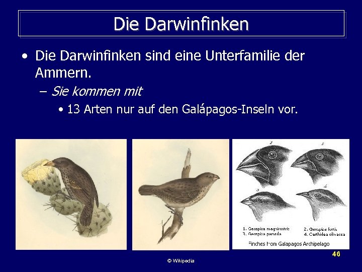 Die Darwinfinken • Die Darwinfinken sind eine Unterfamilie der Ammern. – Sie kommen mit