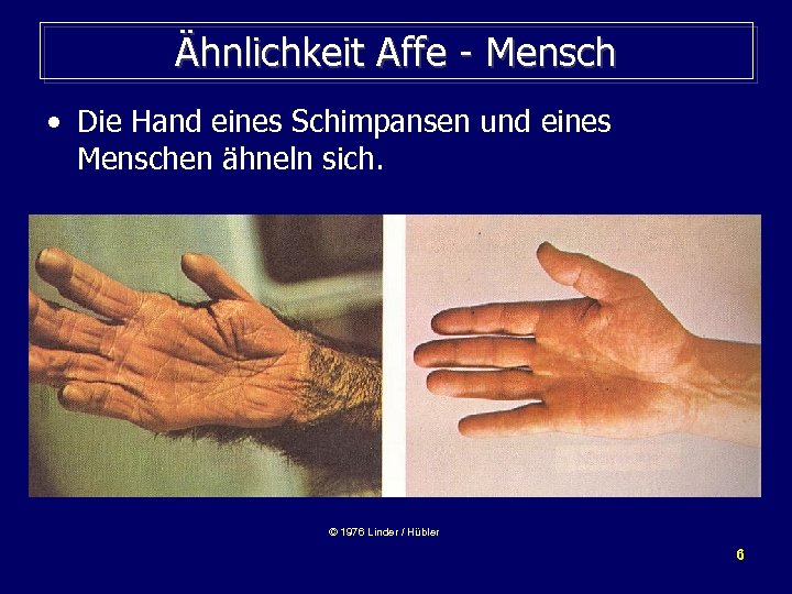 Ähnlichkeit Affe - Mensch • Die Hand eines Schimpansen und eines Menschen ähneln sich.