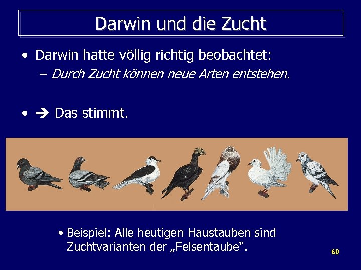 Darwin und die Zucht • Darwin hatte völlig richtig beobachtet: – Durch Zucht können