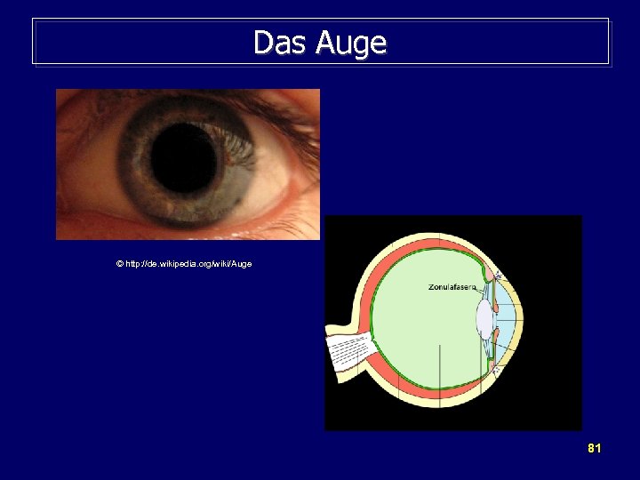 Das Auge © http: //de. wikipedia. org/wiki/Auge 81 