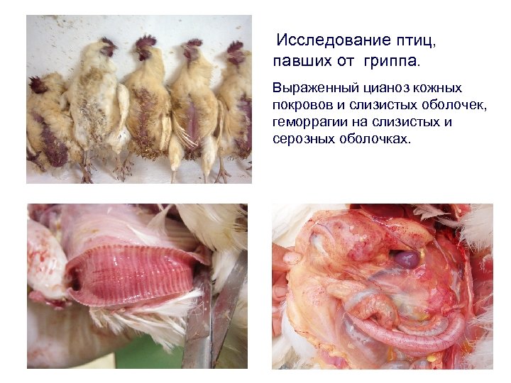 Исследование птиц, павших от гриппа. Выраженный цианоз кожных покровов и слизистых оболочек, геморрагии на