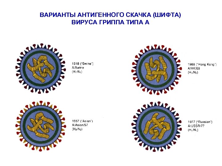 ВАРИАНТЫ АНТИГЕННОГО СКАЧКА (ШИФТА) ВИРУСА ГРИППА ТИПА А 