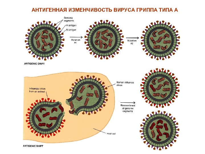 АНТИГЕННАЯ ИЗМЕНЧИВОСТЬ ВИРУСА ГРИППА ТИПА А 
