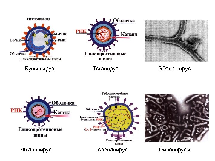 Буньявирус Флавивирус Тогавирус Аренавирус Эбола-вирус Филовирусы 