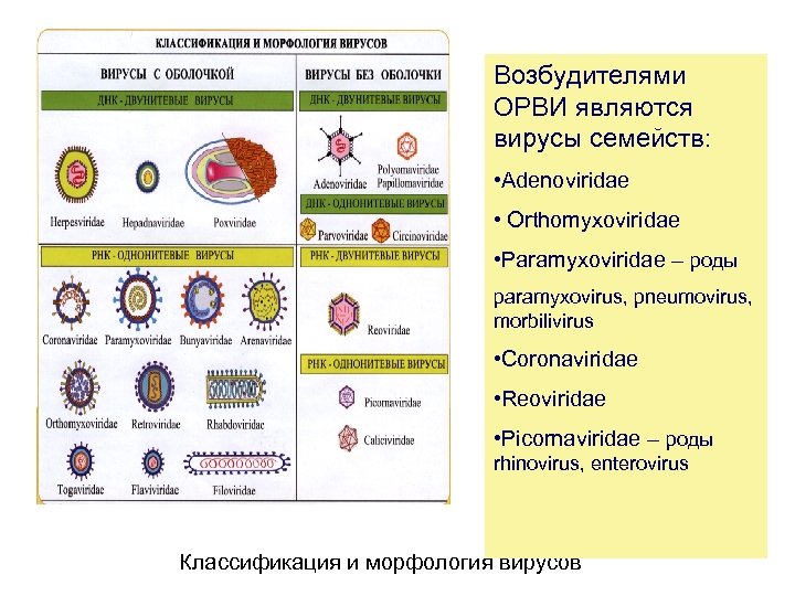 Орви микробиология презентация