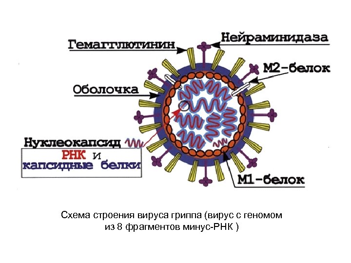 Схема строения вируса гриппа (вирус с геномом из 8 фрагментов минус-РНК ) 