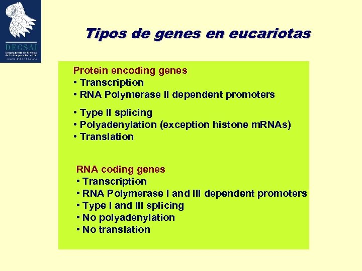 Tipos de genes en eucariotas Protein encoding genes • Transcription • RNA Polymerase II