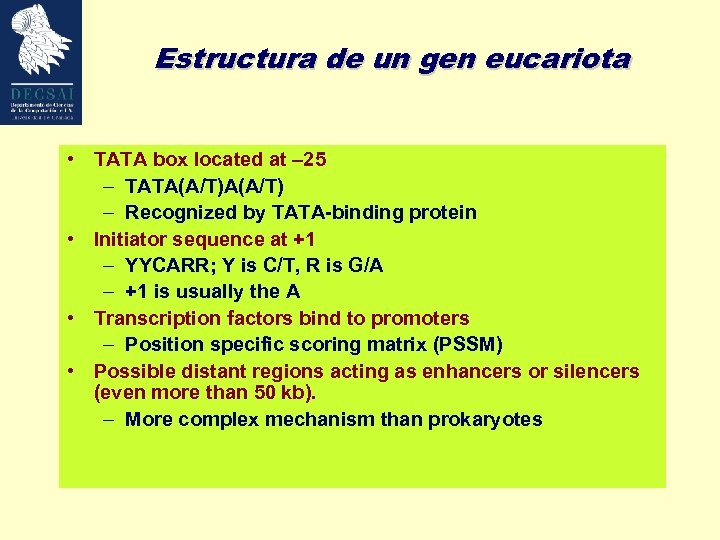 Estructura de un gen eucariota • TATA box located at – 25 – TATA(A/T)