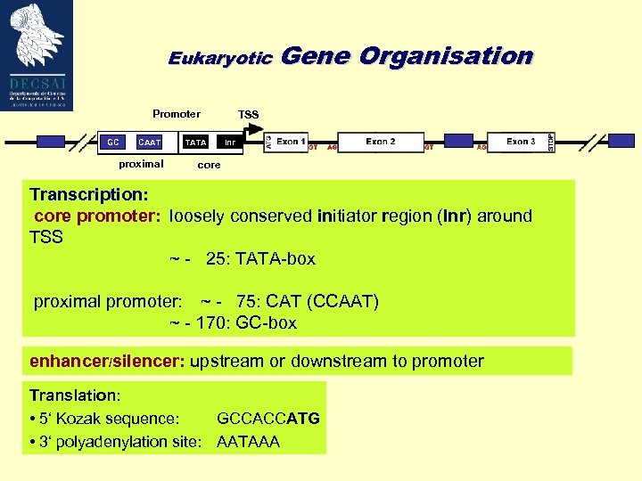 Eukaryotic Gene Promoter GC Proximal CAAT Promoter proximal Organisation TSS TATA Inr Core Promoter