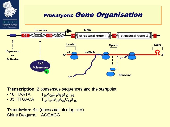 Prokaryotic Gene Organisation DNA Promoter Leader Repressor or Activator 5’ +1 Spacer m. RNA