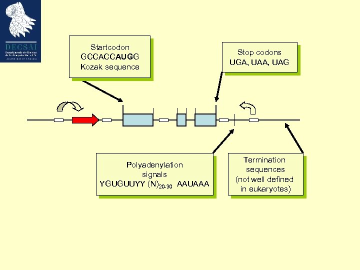 Startcodon GCCACCAUGG Kozak sequence Polyadenylation signals YGUGUUYY (N)20 -30 AAUAAA Stop codons UGA, UAG