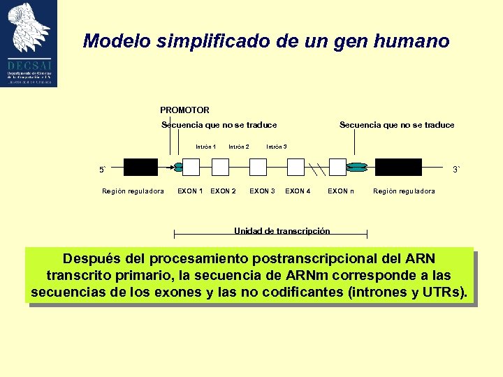 Modelo simplificado de un gen humano PROMOTOR Secuencia que no se traduce Intrón 1