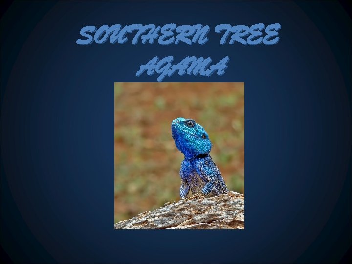 SOUTHERN TREE AGAMA 