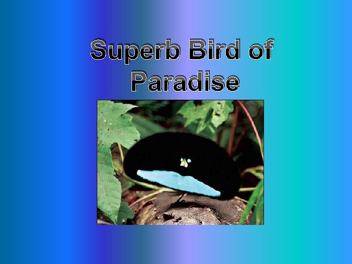 Superb Bird of Paradise 