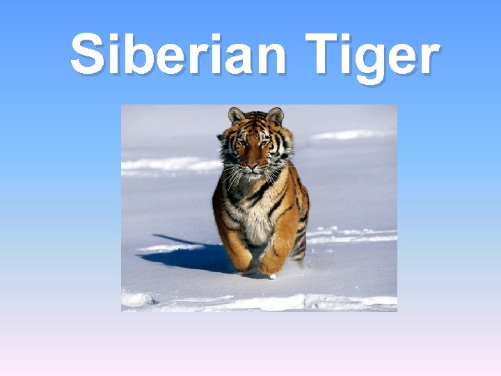 Siberian Tiger 