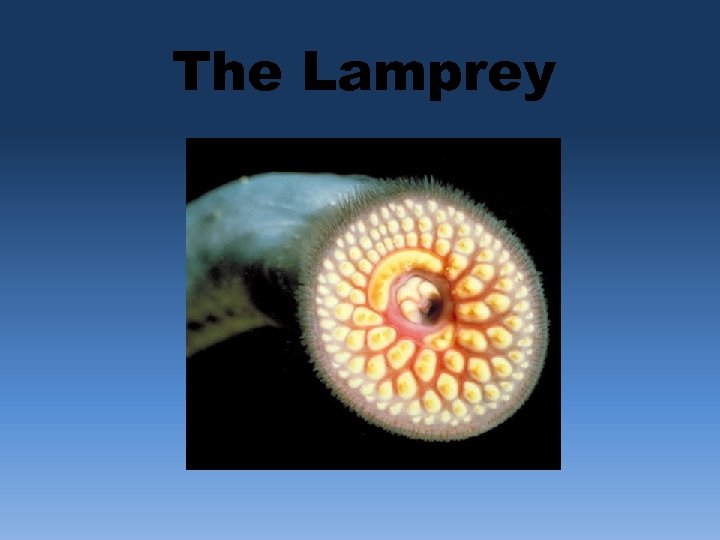The Lamprey 