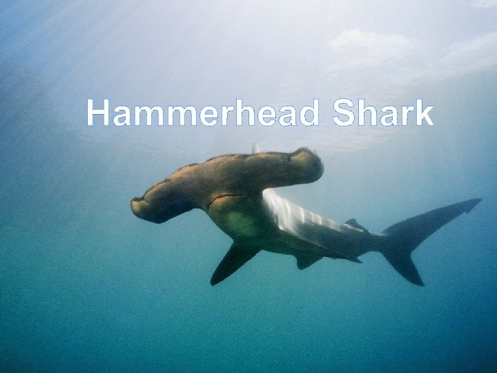 Hammerhead Shark 