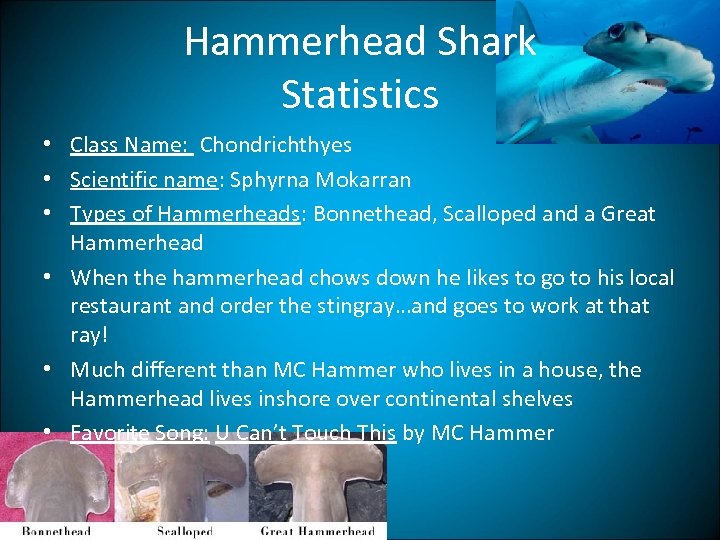 Hammerhead Shark Statistics • Class Name: Chondrichthyes • Scientific name: Sphyrna Mokarran • Types