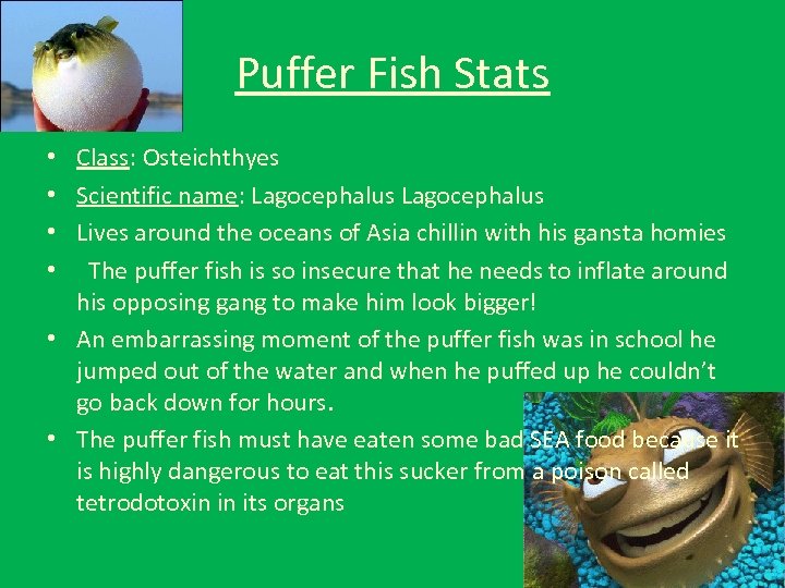 Puffer Fish Stats Class: Osteichthyes Scientific name: Lagocephalus Lives around the oceans of Asia