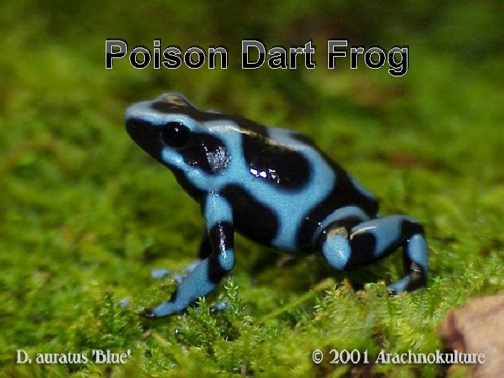 Poison Dart Frog 