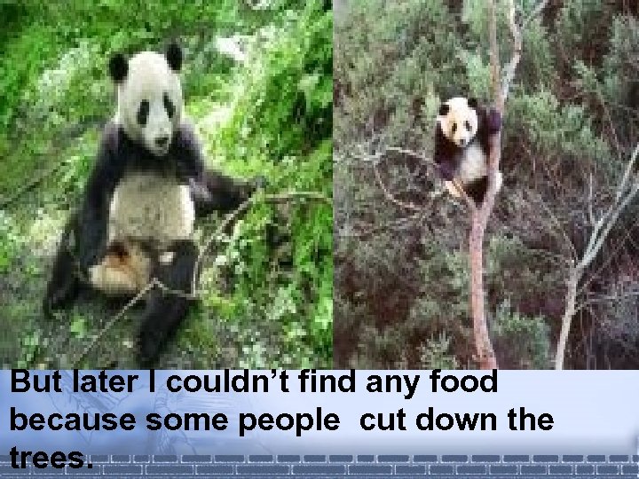 But later I couldn’t find any food because some people cut down the trees.