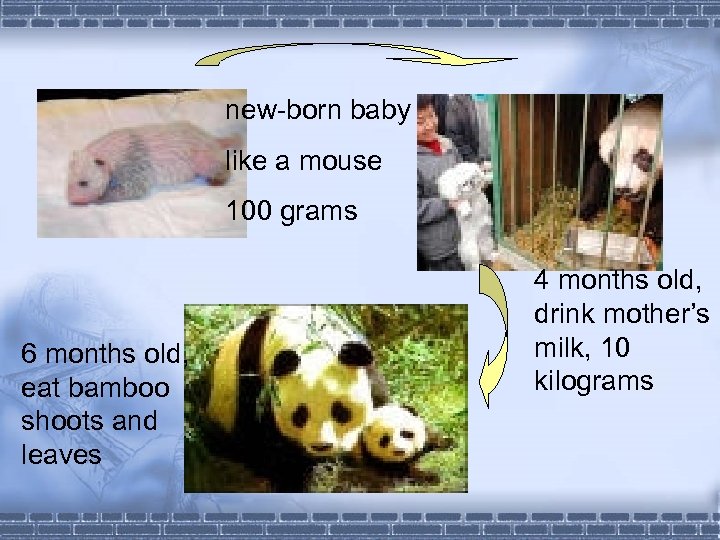new-born baby like a mouse 100 grams 6 months old, eat bamboo shoots and