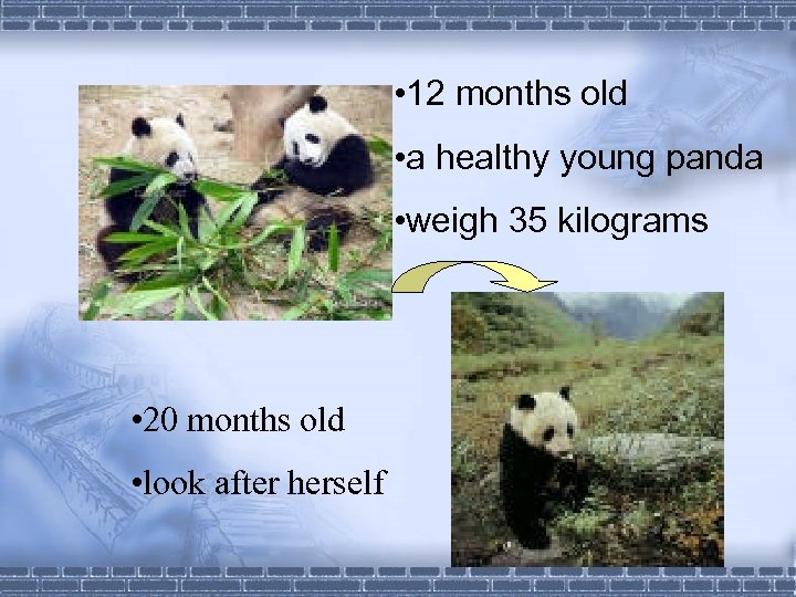  • 12 months old • a healthy young panda • weigh 35 kilograms
