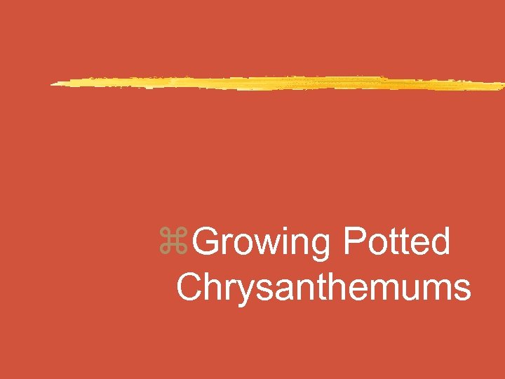 z. Growing Potted Chrysanthemums 