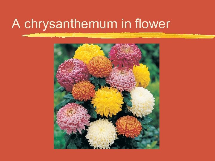 A chrysanthemum in flower 